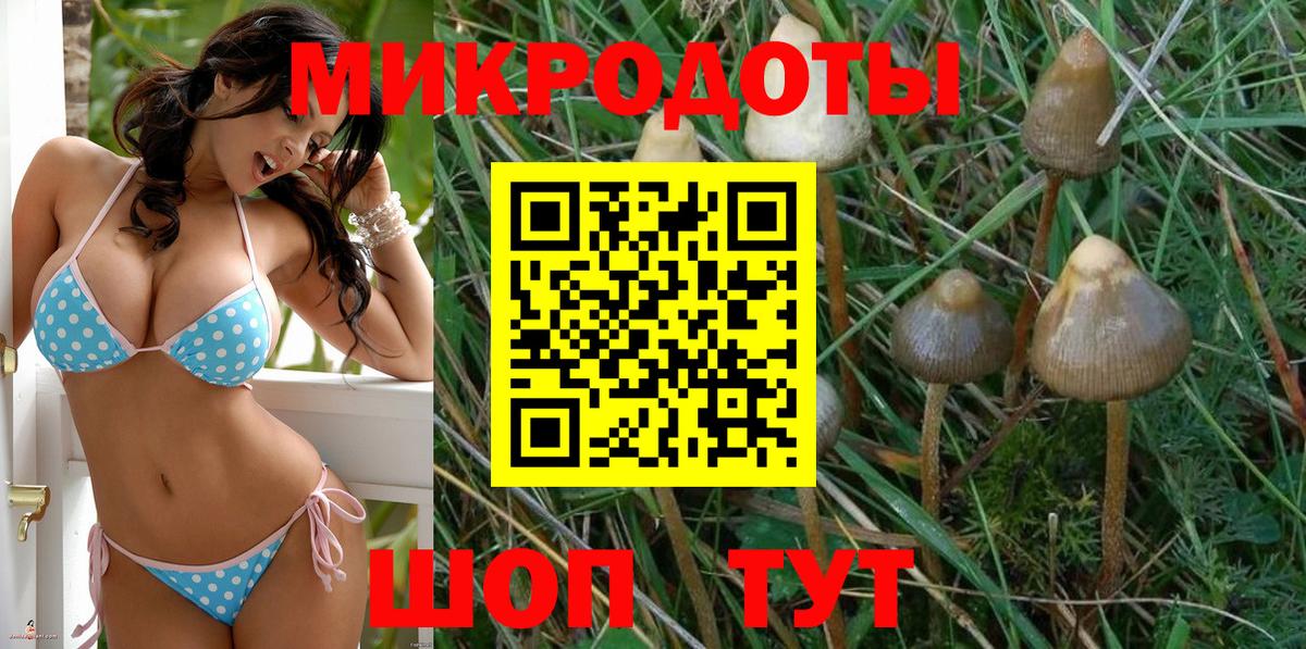 Псилоцибиновые грибы Psilocybe Бийск